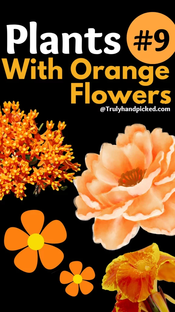 Orange Flowering Plants for Your Garden 9 Best Plants