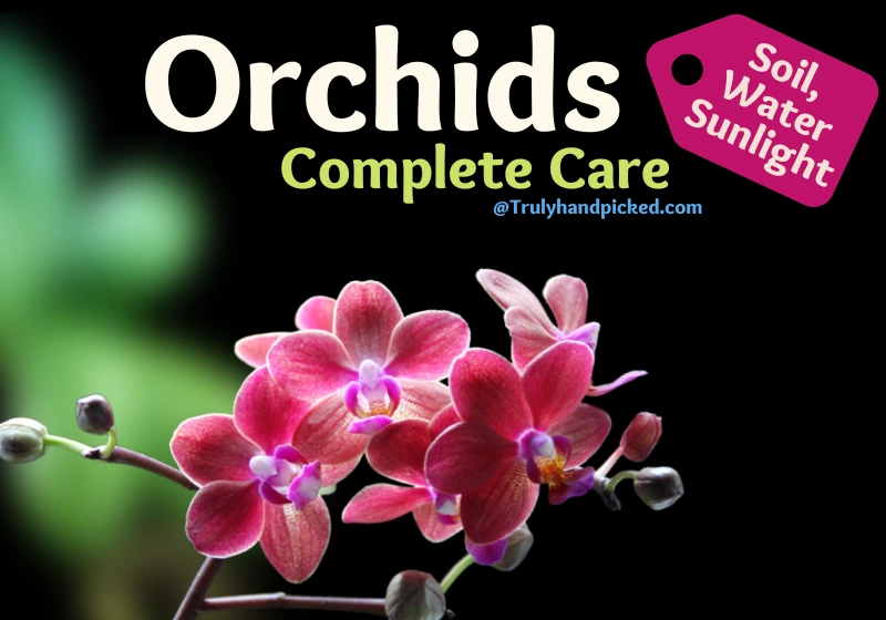 Orchids Complete Care Soil Water Sunlight and Propagation