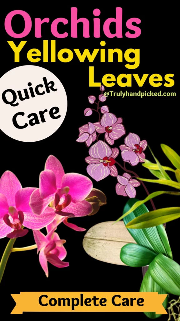Orchids Plant Care Soil Water Sunlight Needs and Propagation Methods