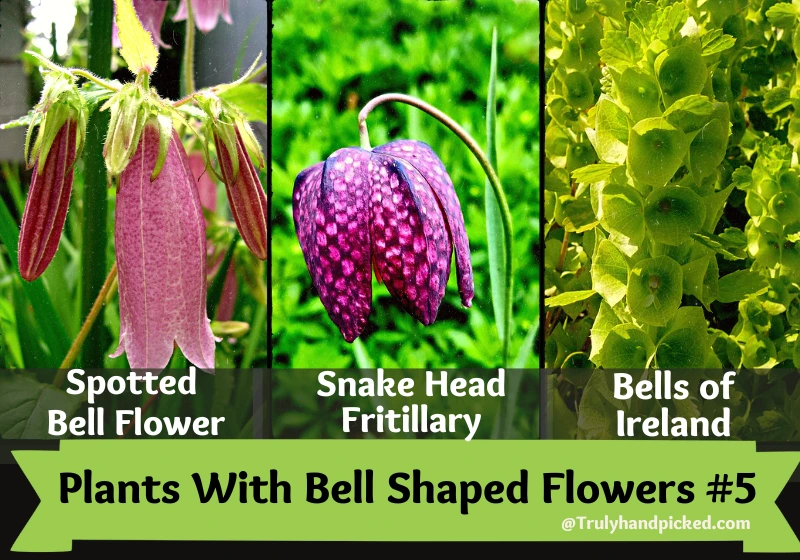 Part 5 Plants with Bell Shaped Flowers