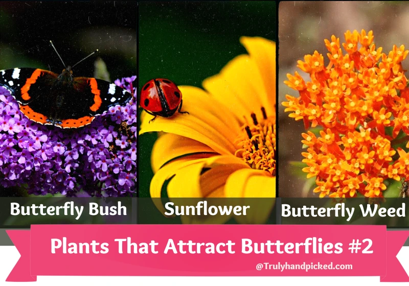 Plants that attract butterflies Butterfly bush Sunflower Butterfly Weed