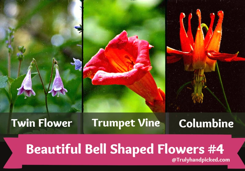 Plants with Beautiful Bell Shaped Flowers