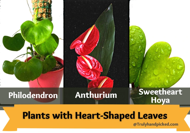 Plants with Heart-Shaped Leaves Part 1 Philodendron Grazielae, Anthurium, Sweetheart Hoya