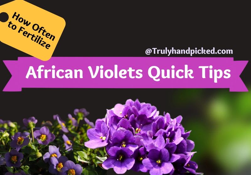 Quick Care Tips for African Violets Fertilizer Needs