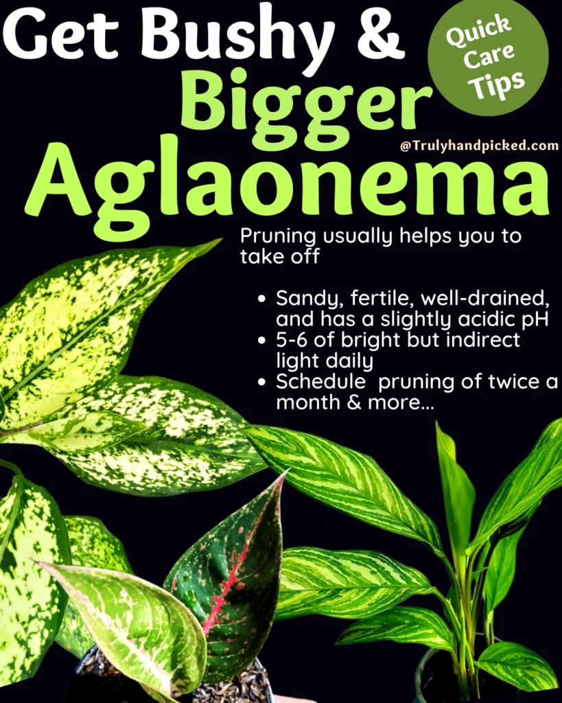Quick Care tips on how to get bushy and bigger Aglaonema leaves