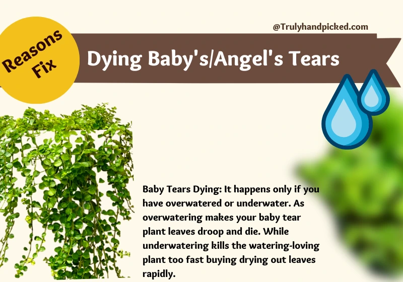 Reasons and Fix Why My Baby's tears plant is dying