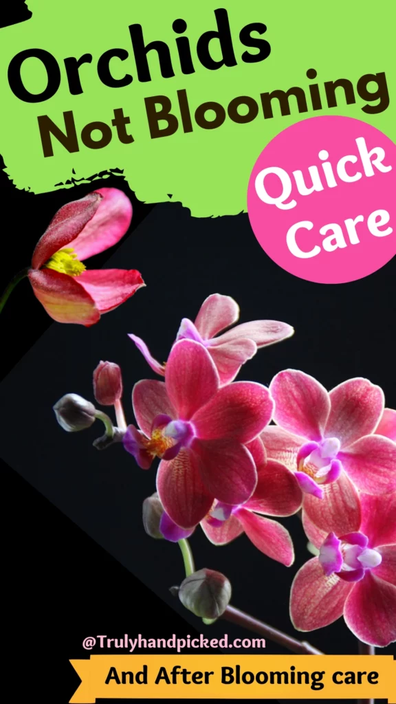 Reasons and Fix for Before and After Bloom Orchids Care
