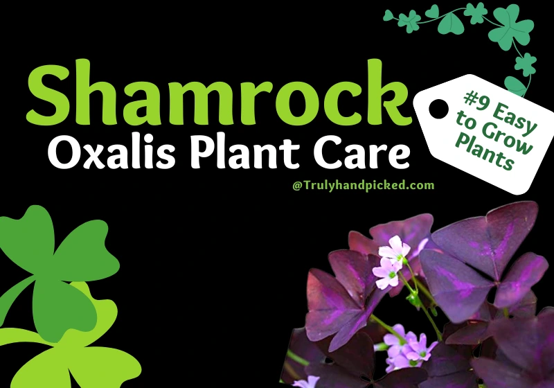 Shamrock Oxalis Plant Care