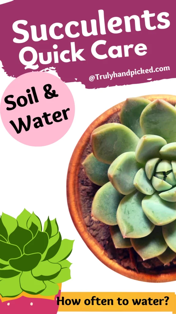 Succulents Quick Care Tips Sunlight Needs Potting Soil and Water