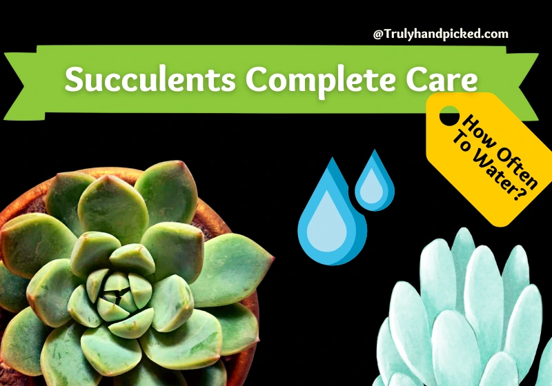 Succulents Plant Complete Care - How often to Water