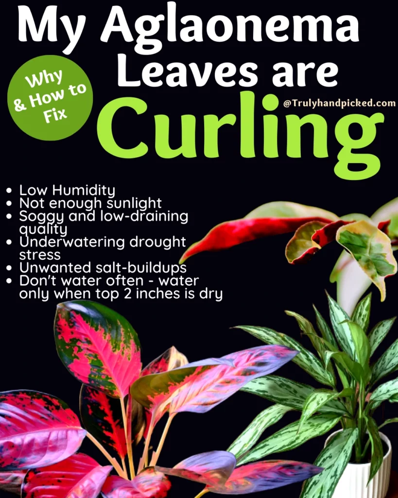 Why My Aglaonema Plants leaves are curling and how to fix