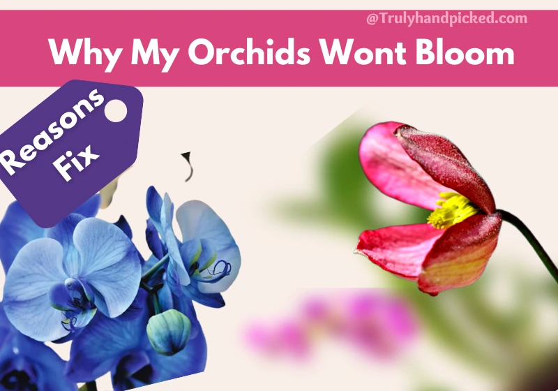 Why My Orchids Wont Bloom Reasons and Fix