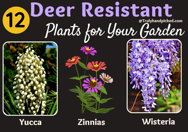 Yucca Zinnias and Wisteria Deer Resistant Plants Part2