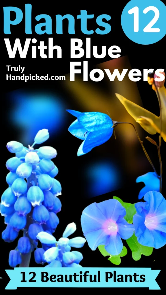 10 Best and Beautiful Plants with Blue Flowers
