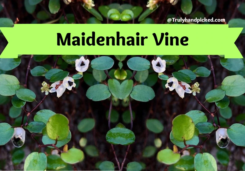10 Maidenhair Vine Evergreen Climbing Plants