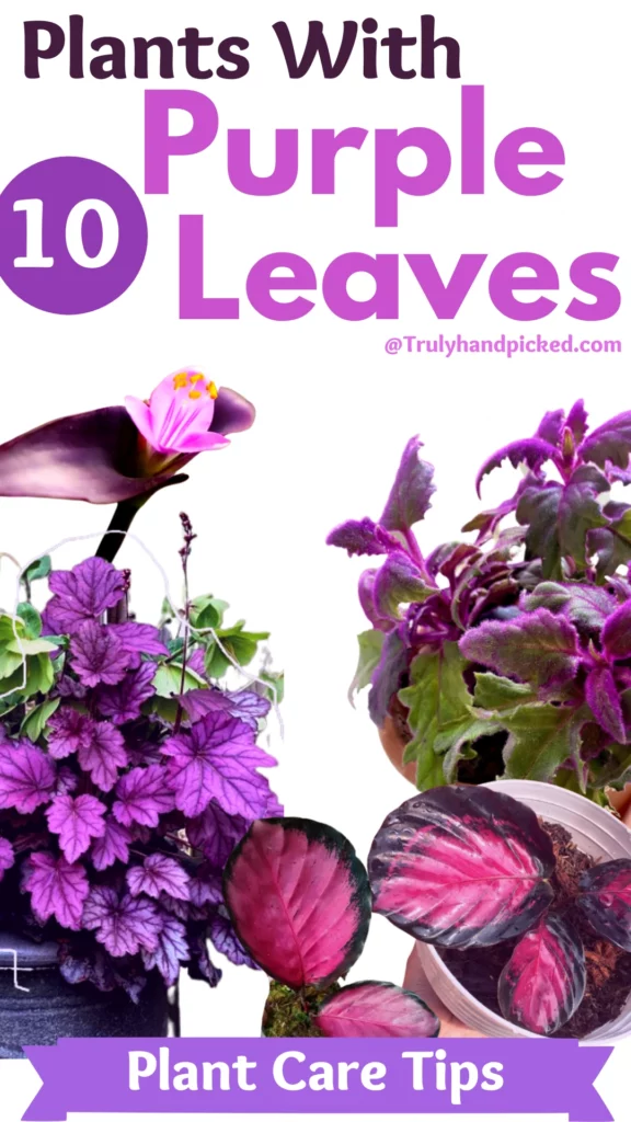 10 Pretty Purple Leaf Plants for Your Garden