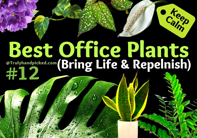 12 Best Office Plants for Your Desk Reduce Stress and Increase Focus