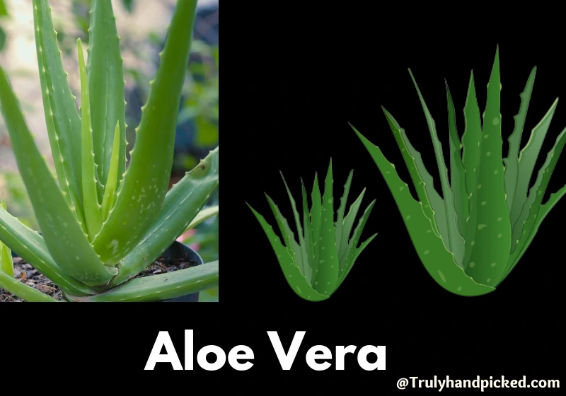 Aloe vera succulent tolerates full sun