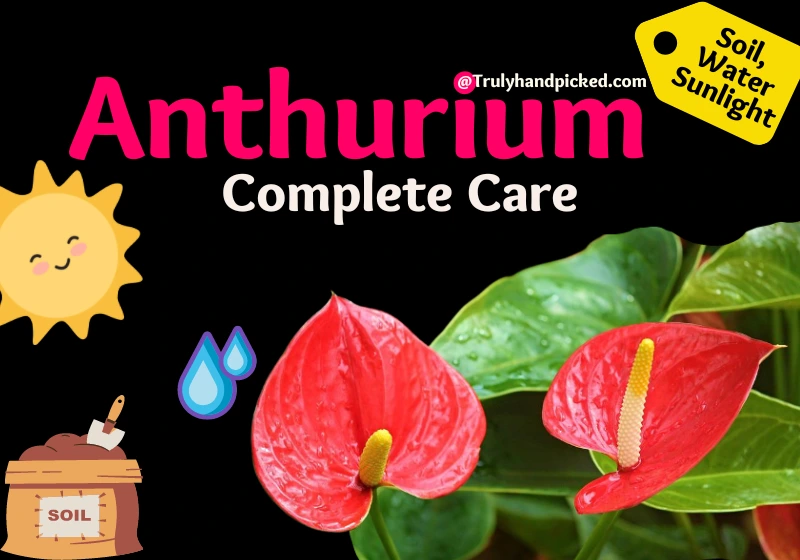 Anthurium Plant Complete Care Soil Water and Sunlight Needs