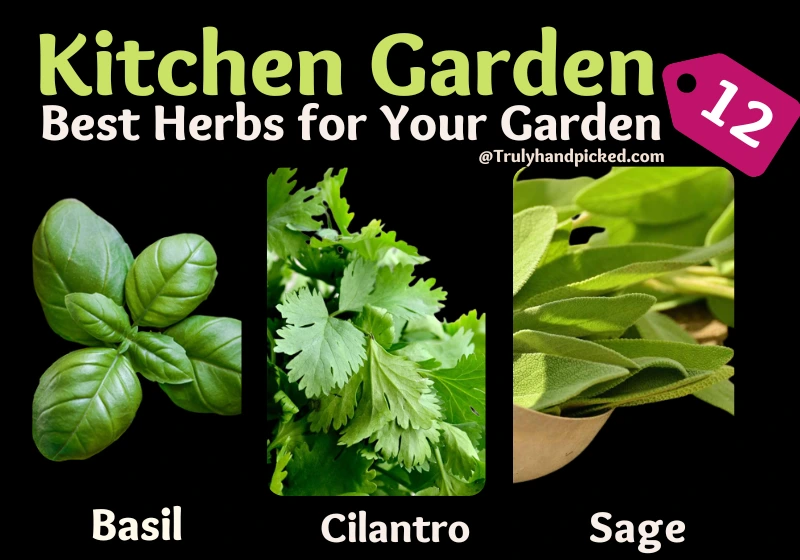 Basil Cilantro Sage Herbs for Kitchen Garden