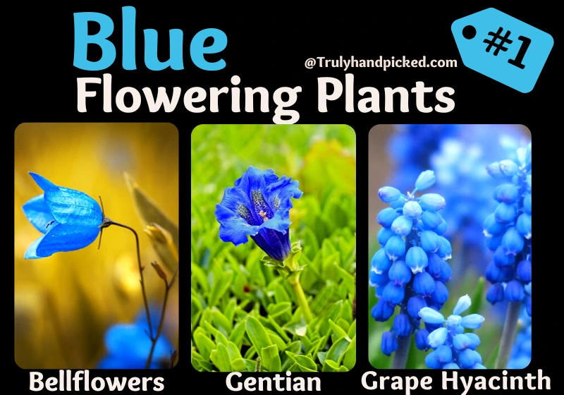 Beautiful Plants with Blue Flowers Bellflowers Blue Gentian Grape Hyacinth
