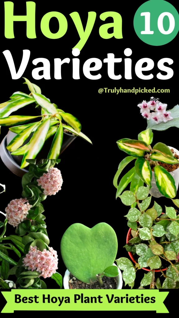 Beautiful and Lovely Hoya Plant Varieties for Your Garden