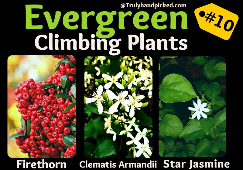 Best Evergreen Climbing Plants for Your Garden Fences and Trellis