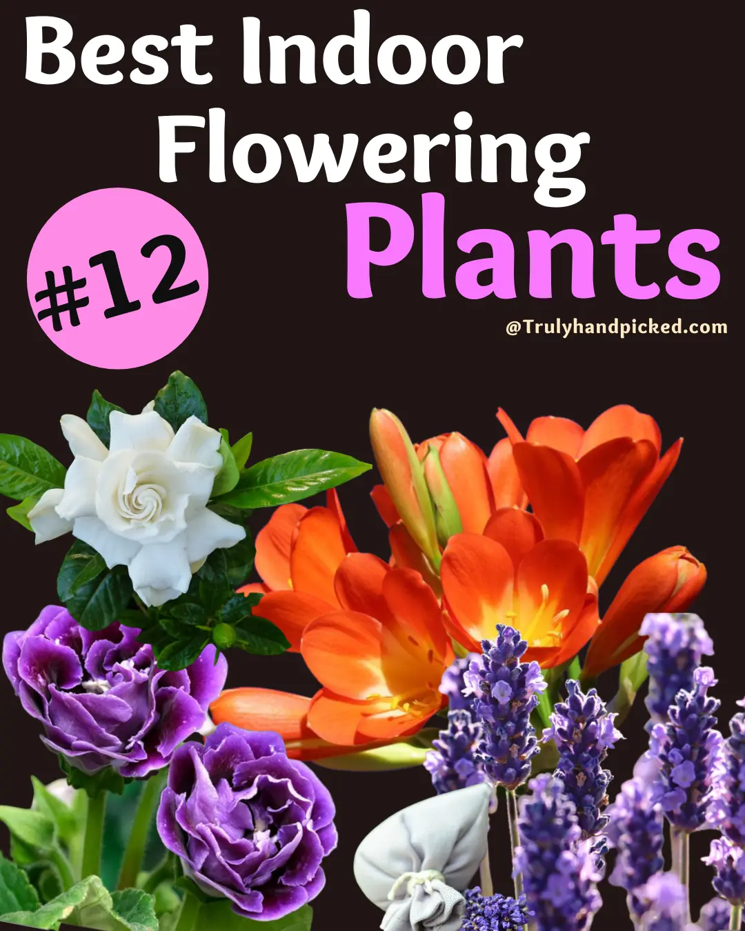 Best Indoor Plants That Gives Beautiful Blooms_Flowering Indoor Plants