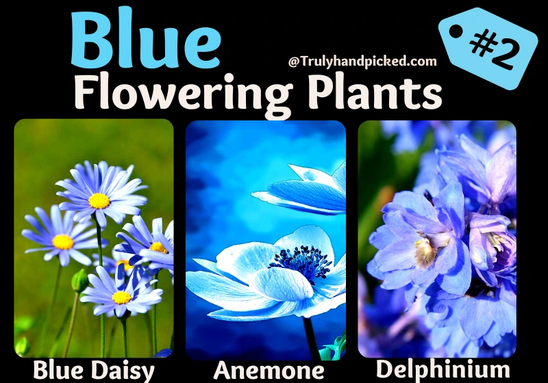 Blue Flowering Plants 2 Blue Daisy Anemone Blue Poppy Delphinium Larkspurs