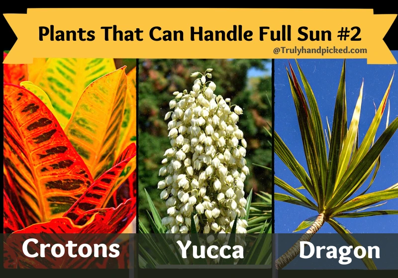 Bright Direct Sunlight Tolerant Indoor Plants Crotons Yucca Dragon