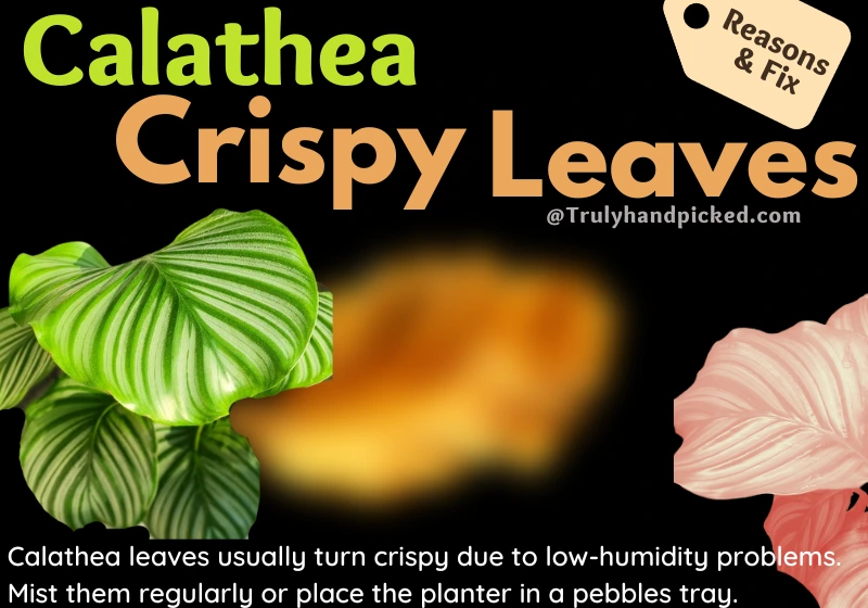 Calathea Leaves Turn Crispy