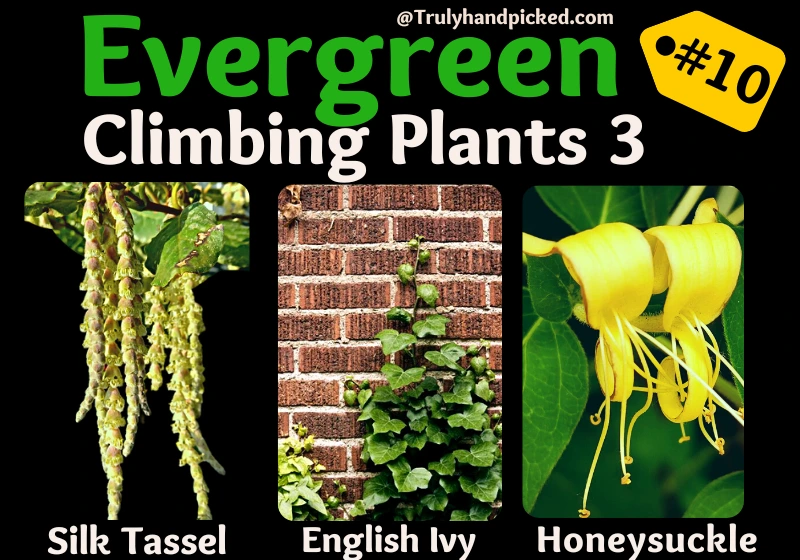 Climbing Plants Which Remain Evergreen All Seasons