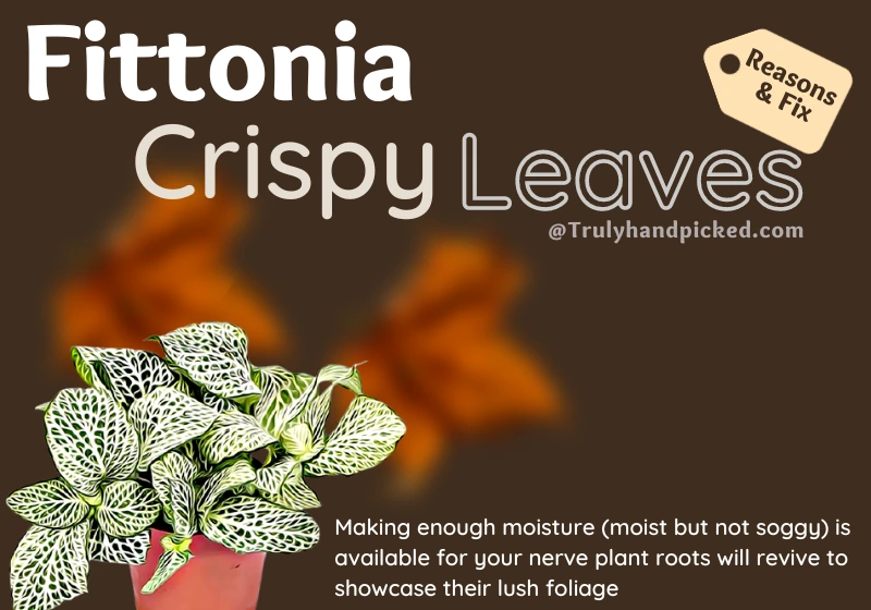 Crispy Leaves of Fittonia (Nerve Plant) Reason and Fix