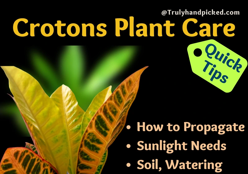 Crotons Plant Care Quick Tips on Soil Water Sunlight