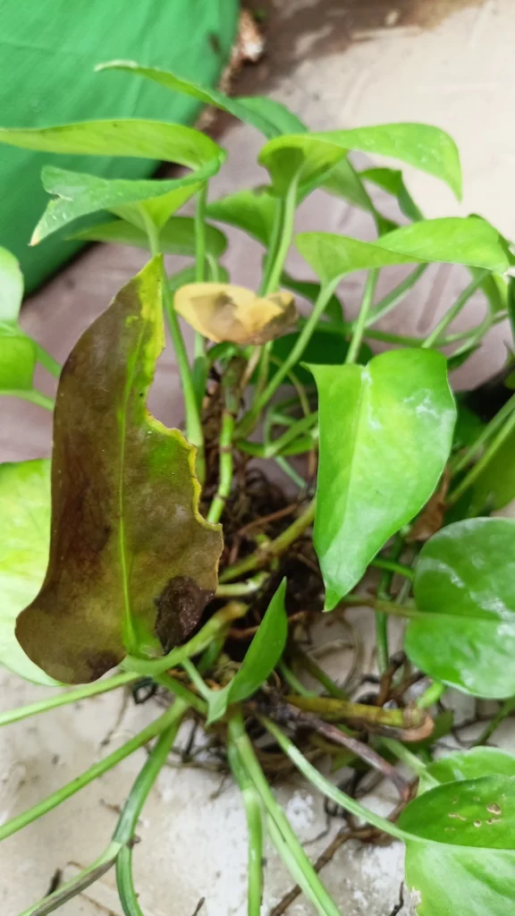 Decaying leaves and root of pothos