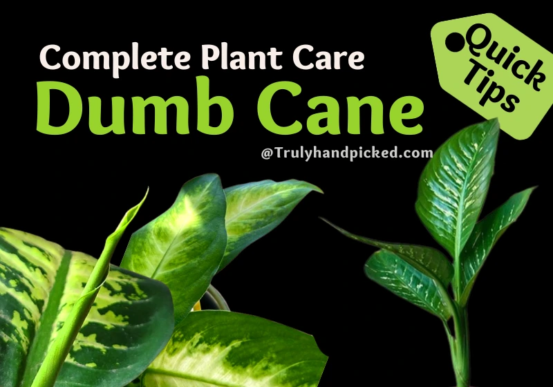 Dieffenbachia Dumb Cane Plant Care