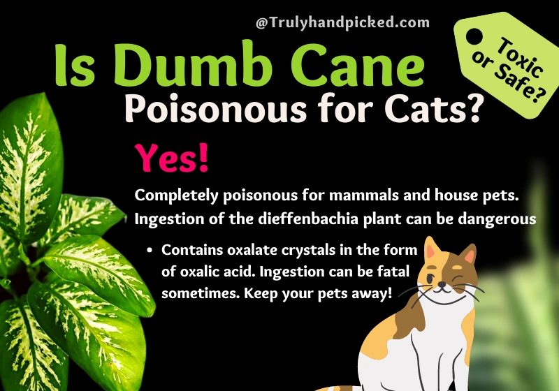 Dieffenbachia Dumb Cane is Poisonous for Cats Yes Toxic