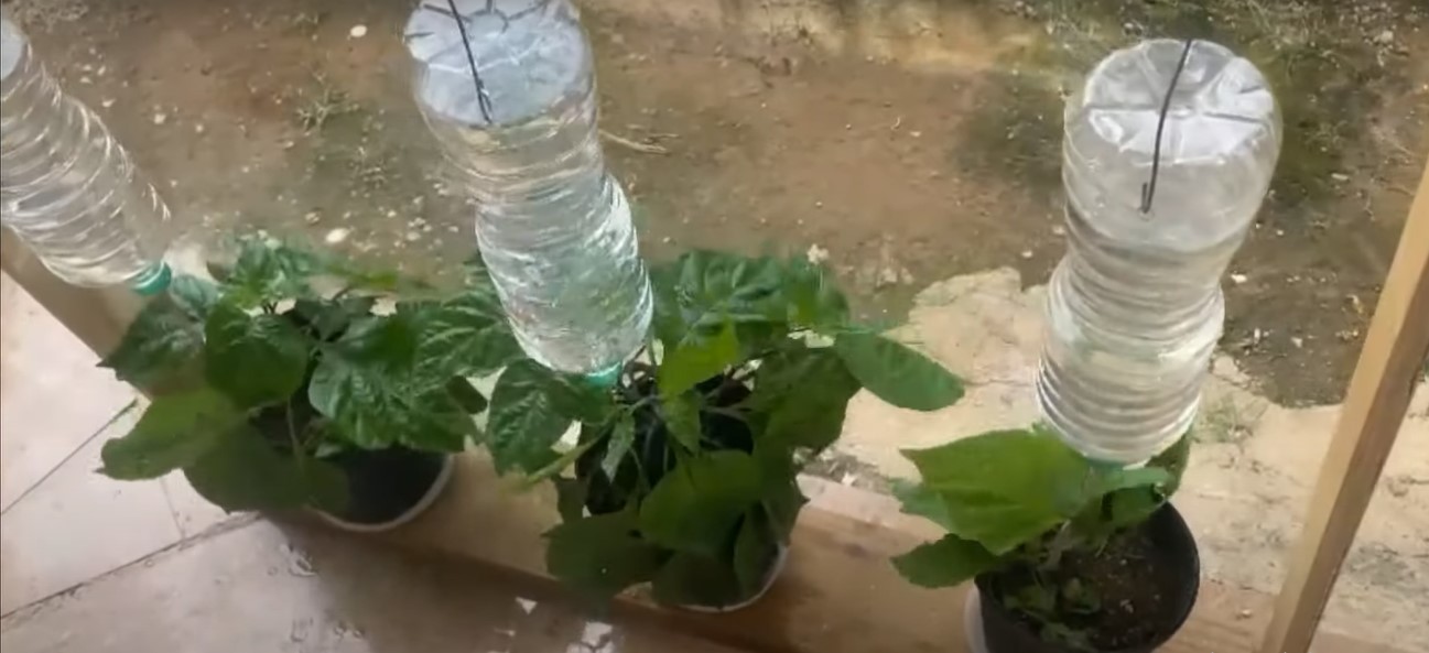 Drip Irrigation with water bottle and thread
