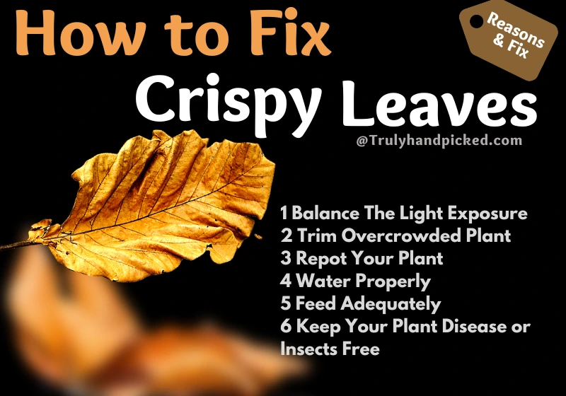 Dry Crispy Leaves How to Fix Your Plant