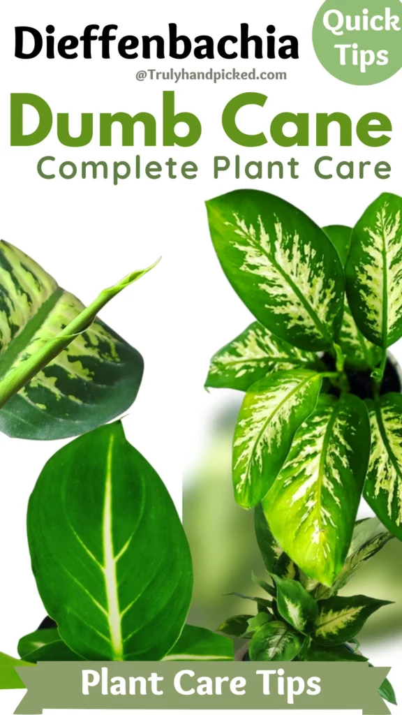 Dumb Cane Aka Dieffenbachia Complete Care and Propagation