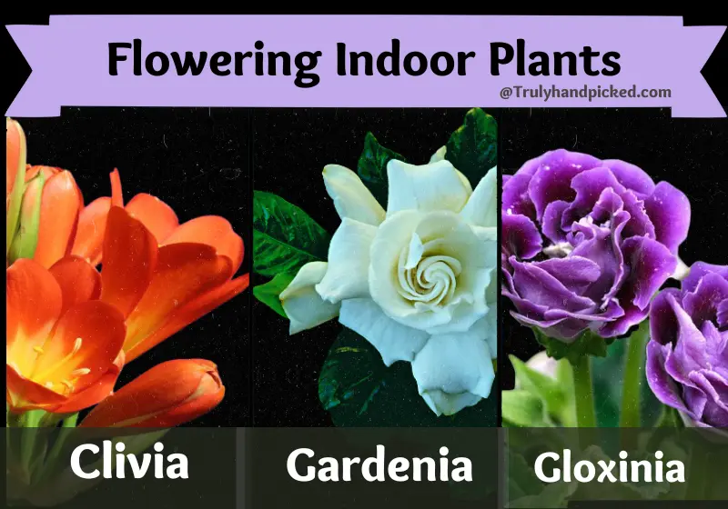 Flowering Indoor Plants Clivia Gardenia Gloxinia