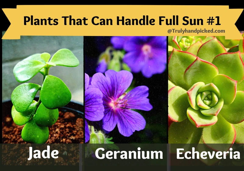 Full Sun Bright Light Loving Plants #1 Jade Echeveria Geranium Plants