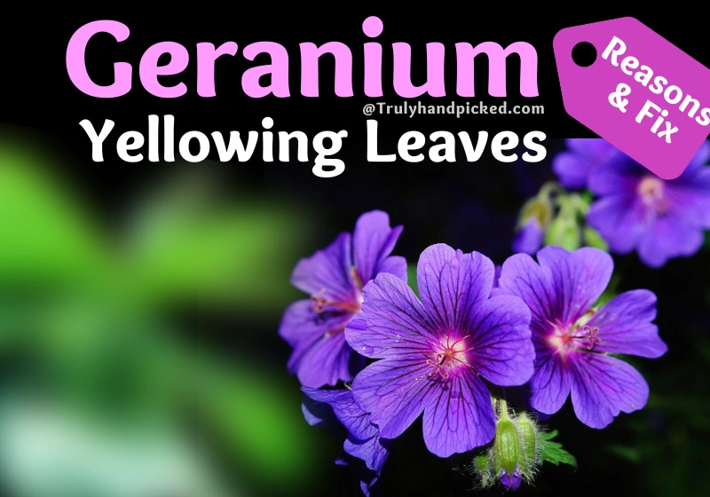 Geranium Yellowing Leaves Reasons and Fix - Watering and Fertilizing