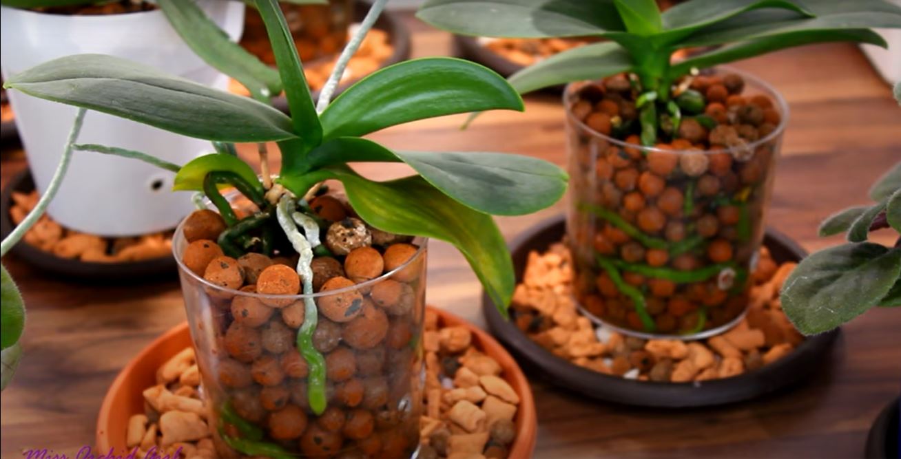 Growing Orchids in Hydrotons LECA Pebbles