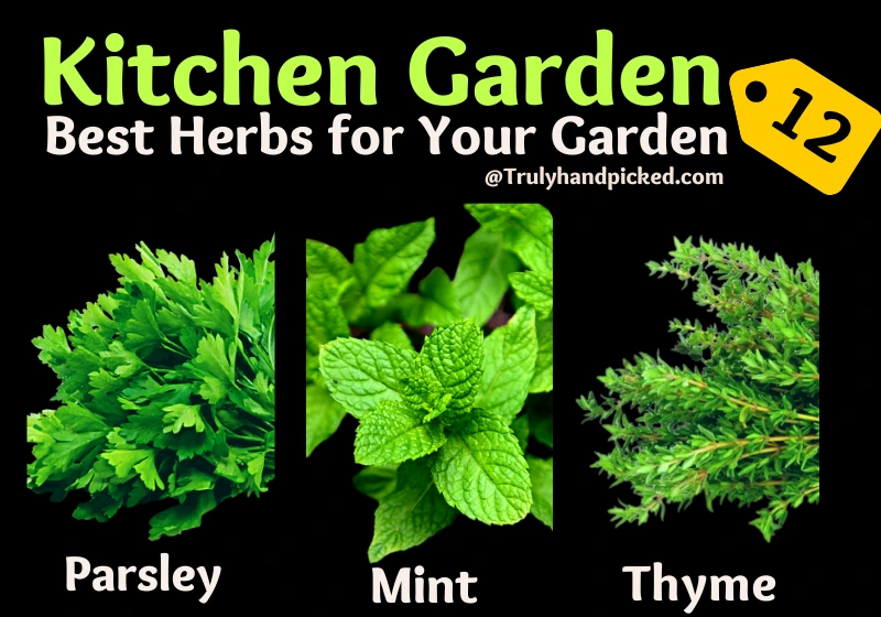 Herbal Kitchen Garden - Parsley Mint Thyme