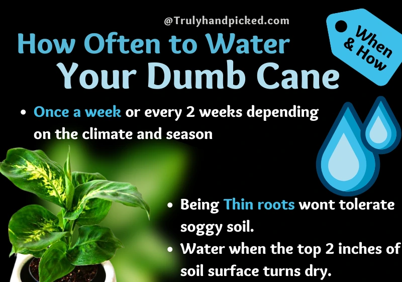 How Often to Water Your Dumb Cane Dieffenbachia Plants