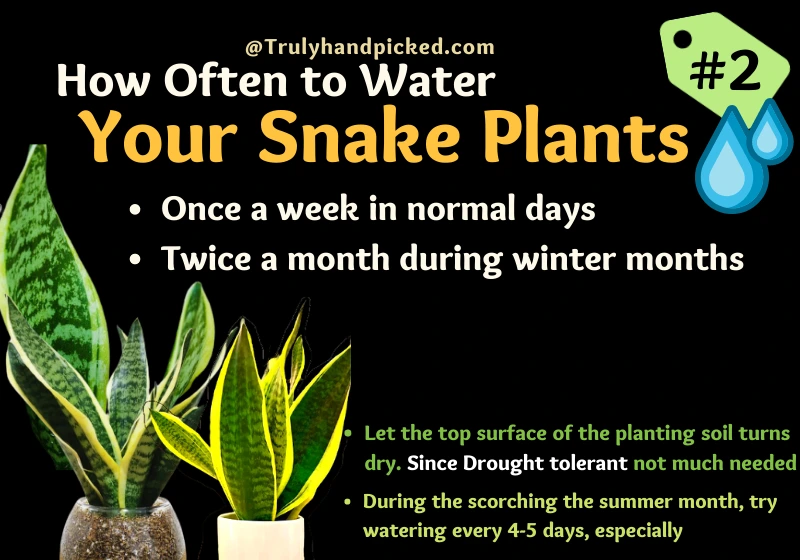 How often to water snake plants drought tolerant