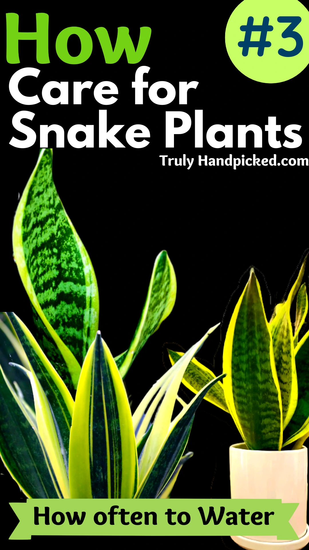 How to Care for Snake Plants Soil and Propagation Methods