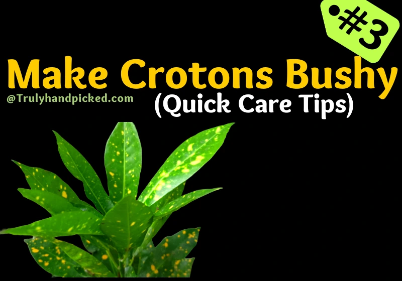 How to Make My Crotons Bushy