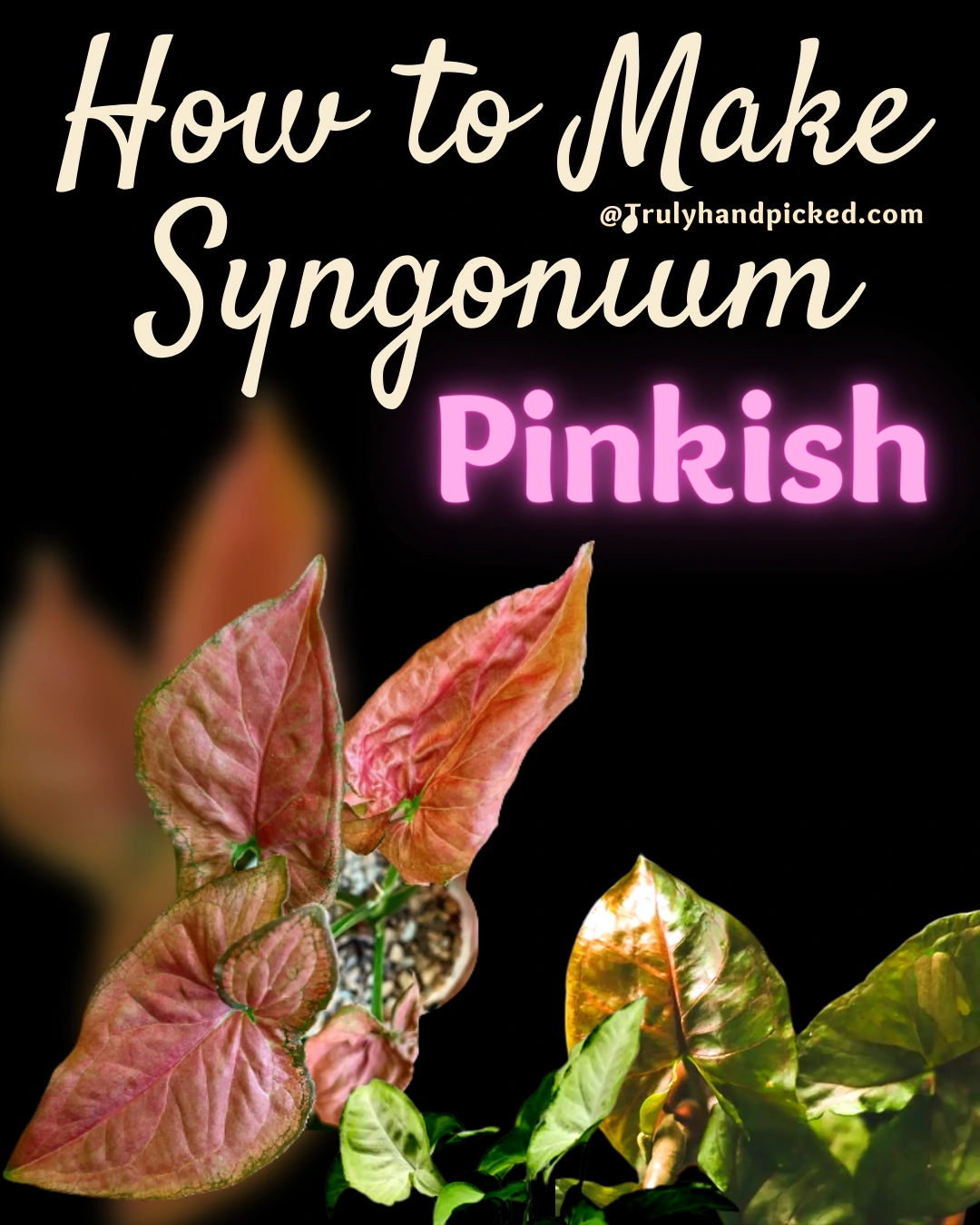 How to Make My Syngonium More Pinkish